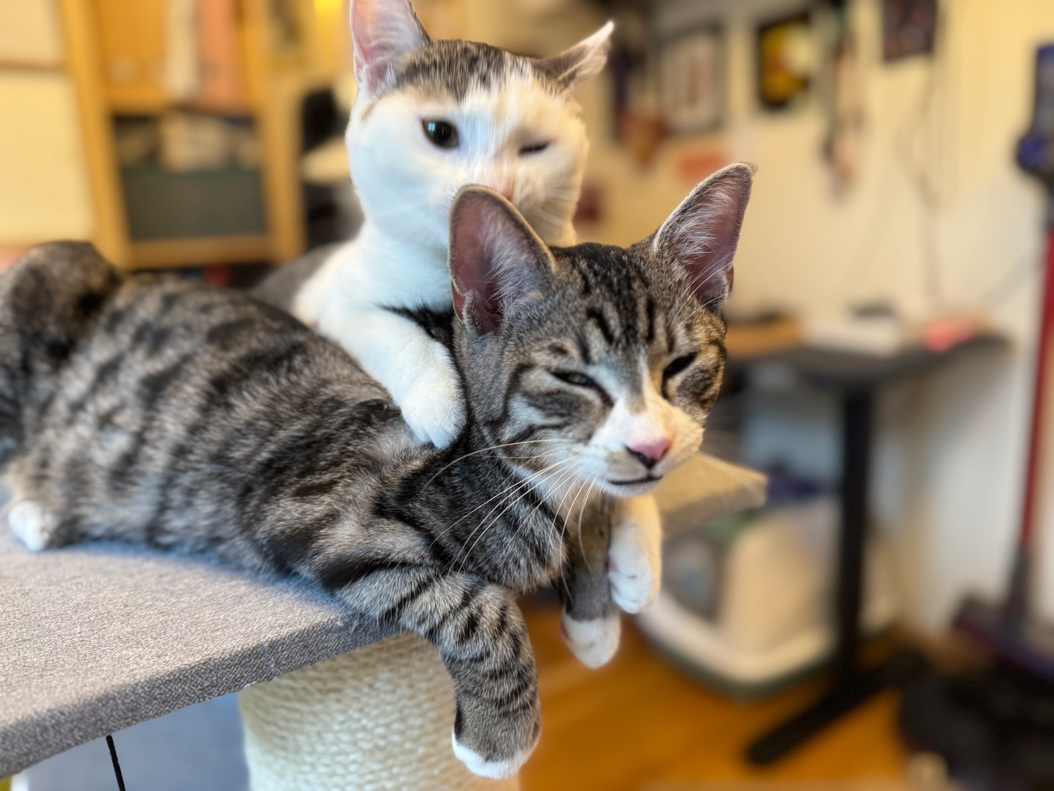 Erfolgsgeschichte Chili & Carlo